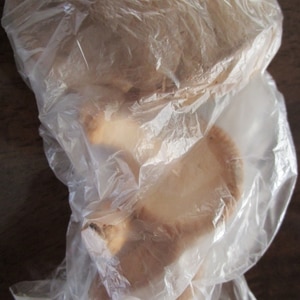 長持ち！生椎茸の冷蔵、冷凍保存方法